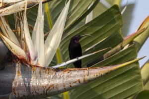 CGW_Amethyst sunbird_001
