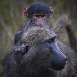 CGW_Baboon_001