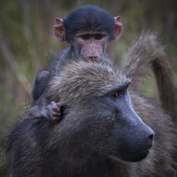 CGW_Baboon_001