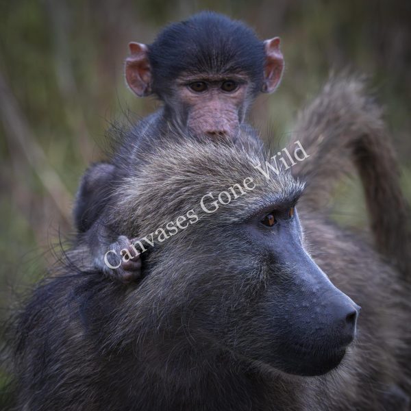CGW_Baboon_001