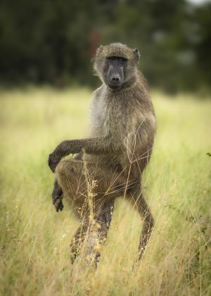 CGW_Baboon_002