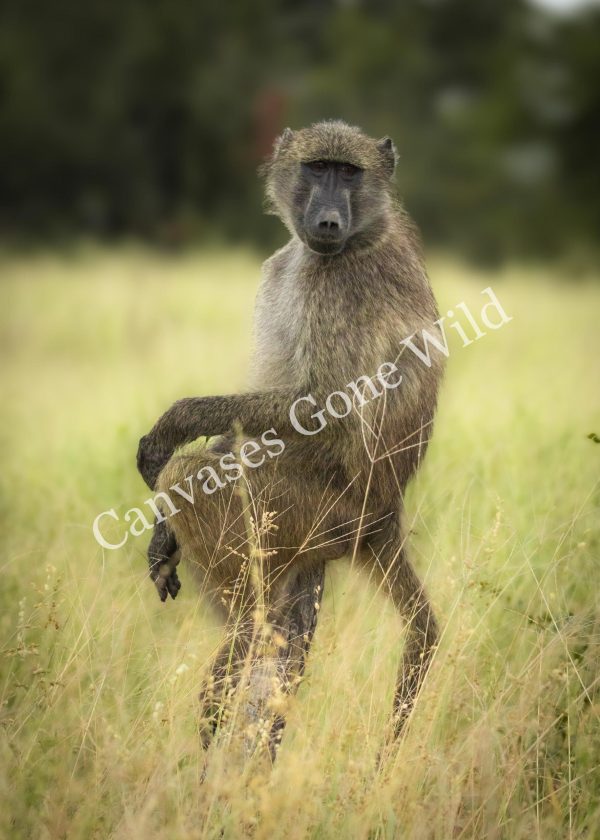 CGW_Baboon_002