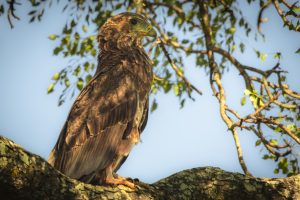 CGW_Bateleur_001