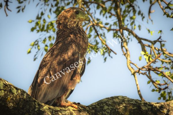 CGW_Bateleur_001