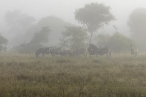 CGW_Black-backed jackel_004