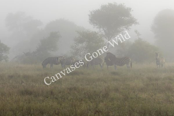 CGW_Black-backed jackel_004