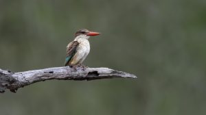 CGW Perch of Patience