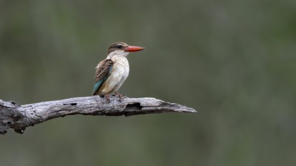 CGW Perch of Patience