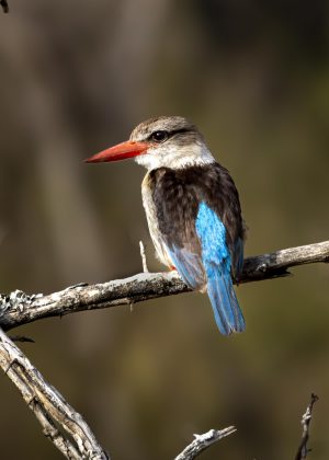 CGW_Brown-hooded kingfisher_002