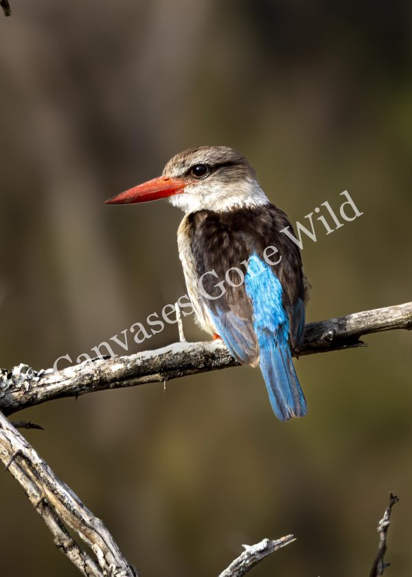 CGW_Brown-hooded kingfisher_002
