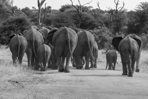 CGW Grey Parade