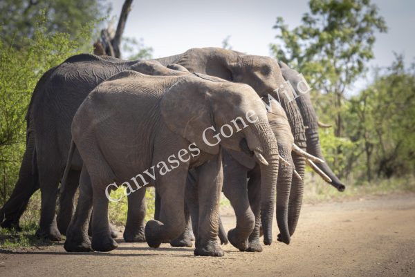 CGW_Elephant_002