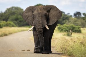 CGW_Elephant_005