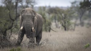 Elephant_007 No Watermark CGW_Elephant_007