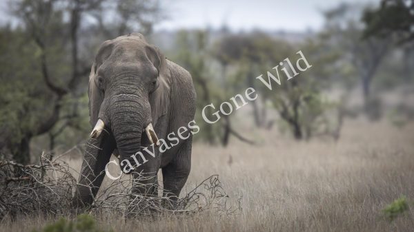 CGW_Elephant_007