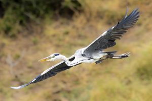 CGW_Grey Heron_001