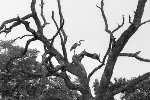 CGW_Grey Heron_002