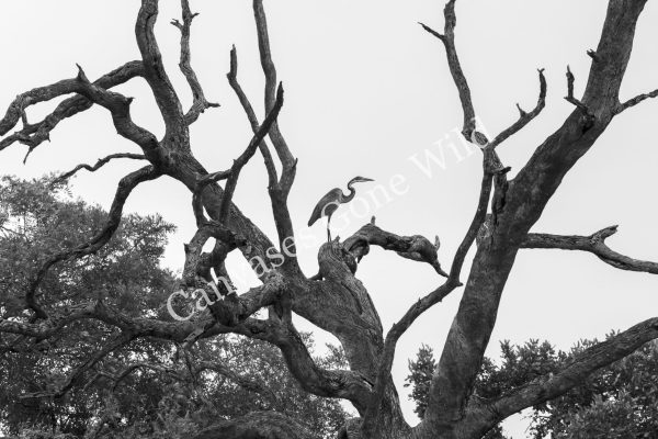 CGW_Grey Heron_002