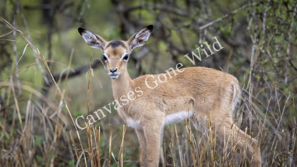 CGW_Impala_001