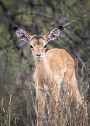 CGW_Impala_002