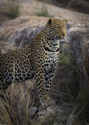 CGW_Leopard_002