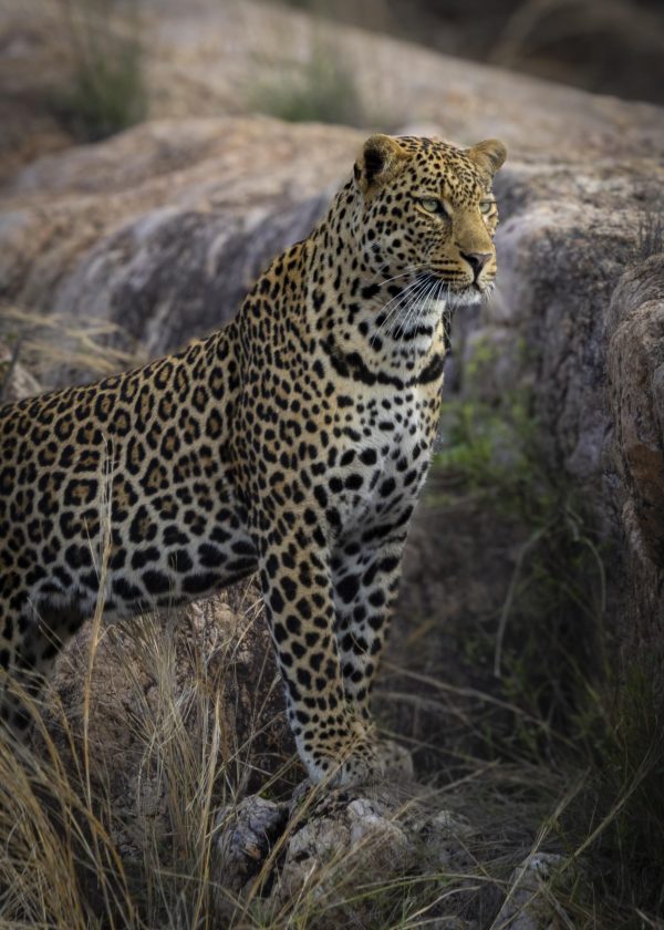 CGW_Leopard_002