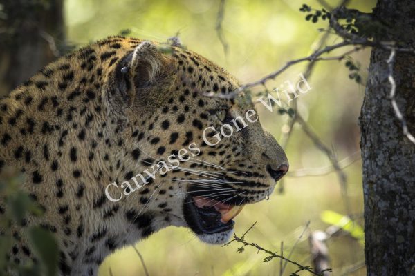 CGW_Leopard_010