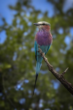 CGW_Lilac-breasted roller_001