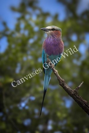 Lilac-breasted roller_001 No watermark-1 CGW_Lilac-breasted roller_001