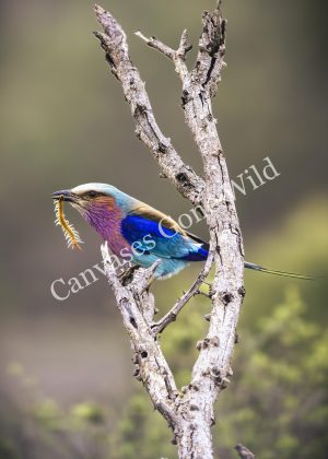 Lilac-breasted roller_002 No watermark-1 CGW_Lilac-breasted roller_002
