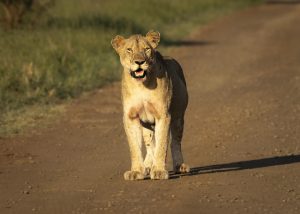 CGW_Lion_005