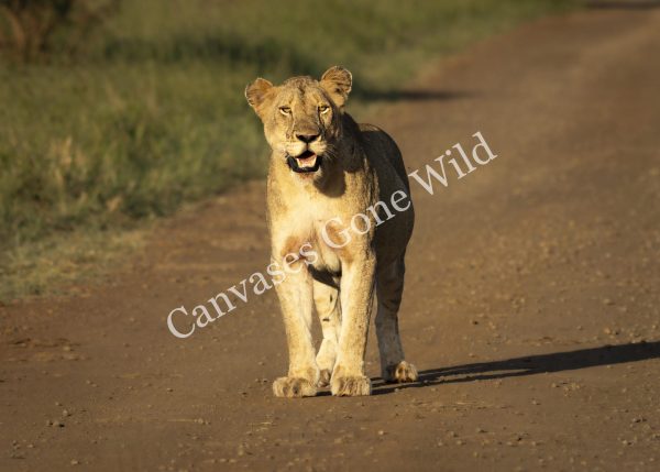 CGW_Lion_005