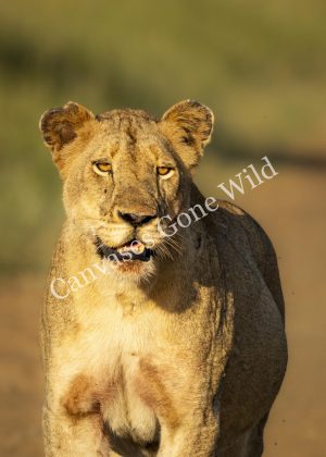 Lion_006 No Watermark-1 CGW_Lion_006