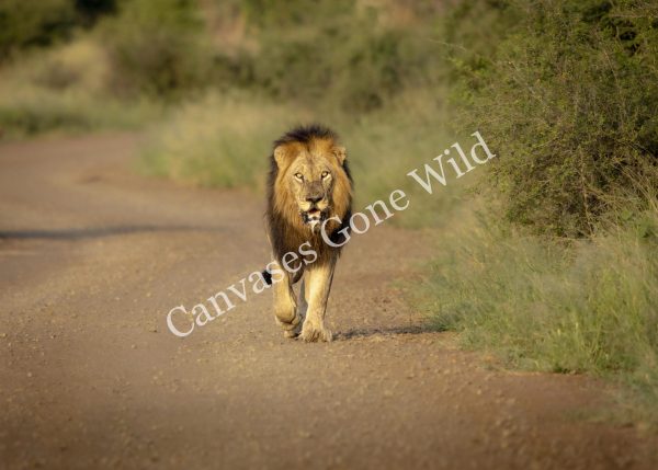 CGW_Lion_007