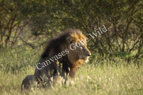CGW_Lion_011