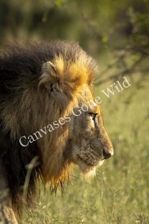 CGW_Lion_012