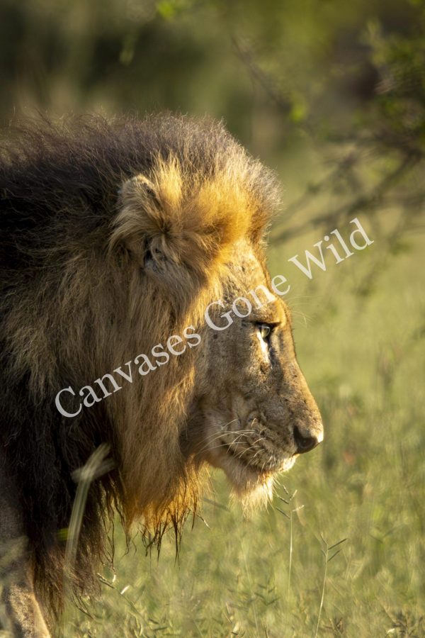 CGW_Lion_012
