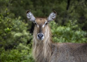 CGW_Waterbuck_002