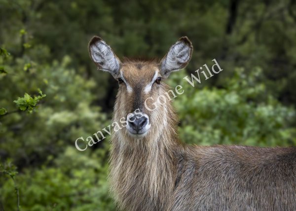 CGW_Waterbuck_002