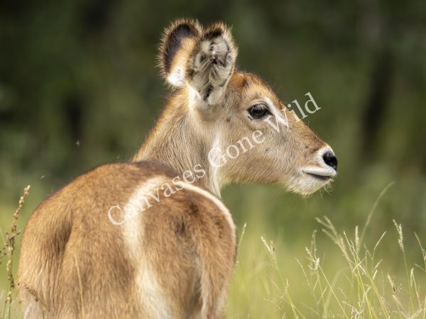 CGW_Waterbuck_007