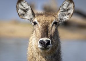 CGW_Waterbuck_008