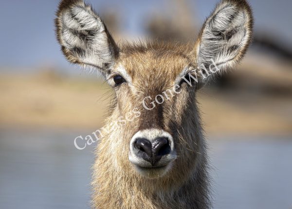 CGW_Waterbuck_008