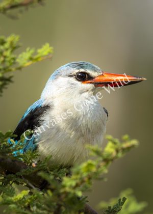 Woodland kingfisher_001 No watermark-1 CGW_Woodland kingfisher_001
