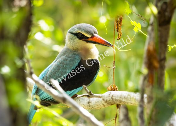CGW_Woodland kingfisher_002