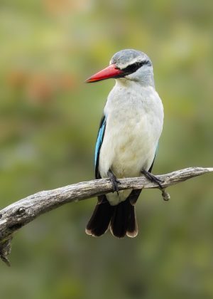 CGW_Woodland kingfisher_003