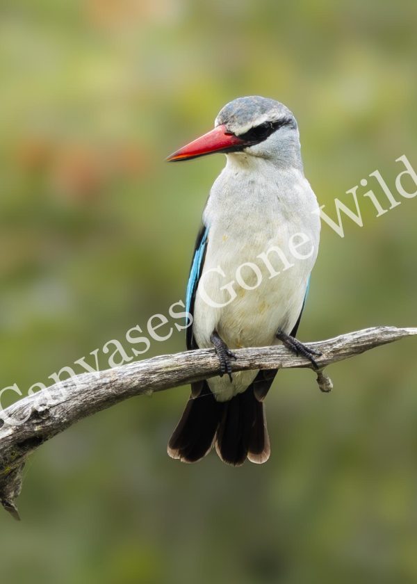 CGW_Woodland kingfisher_003
