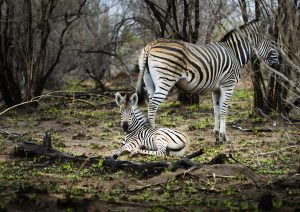 Zebra_002 No Watermark CGW_Zebra_002