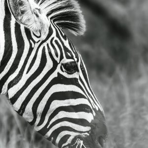 CGW_Zebra_004