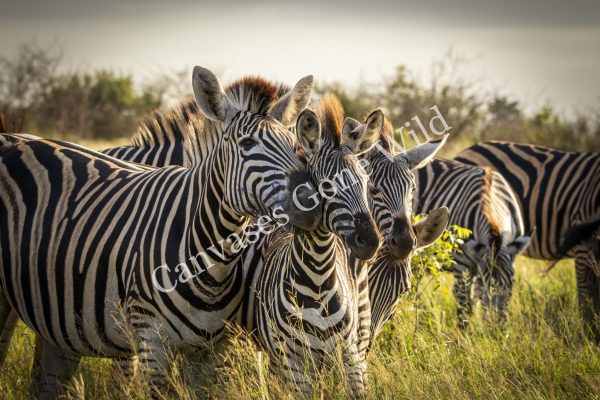 CGW_Zebra_007