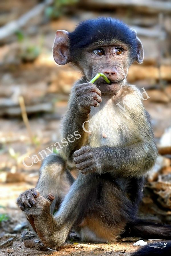 Baboon_JP_001